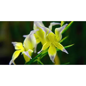 Great Gladiolus Flower